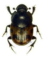 소요산소똥풍뎅이 - Onthophagus japonicus