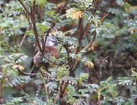 Oreomanes fraseri (Giant Conebill)