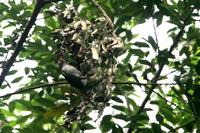 Pin-tailed  manakin   -   Ilicura  militaris   -