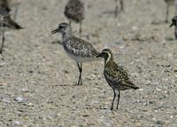 Pacific Golden-Plover at Modesto STP 8/3/05 © 2005 Jim Gain