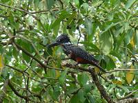 Giant Kingfisher (Jättekungsfiskare) - Megaceryle maxima