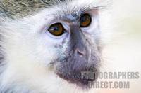 Photo of the face of a Green Monkey stock photo