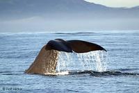Sperm Whale, Physeter catodon  Rolf Hicker Nature Photography