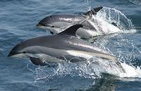 Atlantic White-sided Dolphin - Lagenorhynchus acutus