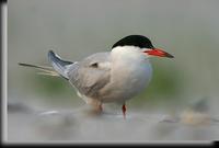 Common Tern, Jones Beach, NY