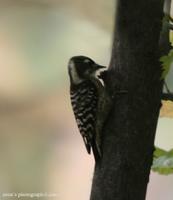 Japanese pygmy woodpecker