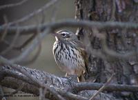 Indian Tree Pipit Anthus hudgsony 힝둥새