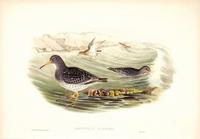 Richter after Gould Purple Sandpiper (Arquatella maritima)