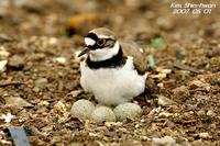 꼬마물떼새(Charadrius dubius) (Little Ringed Plover)