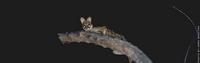 Genet