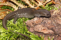 : Ambystoma texanum; Small-mouthed Salamder