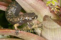 : Bolitoglossa pesrubra
