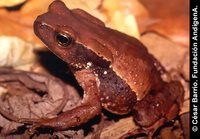 : Bufo glaberrimus