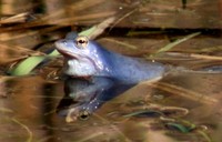 : Rana arvalis; Moor Frog