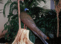 : Argusianus argus argus; Malay Great Argus