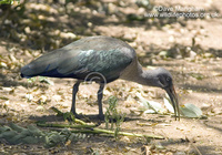 : Bostrychia hagedash; Hadeda Ibis