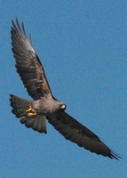 : Buteo swainsoni; Swainson's Hawk