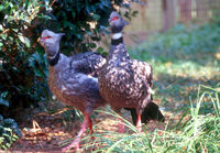 : Chauna torquata; Crested Screamer