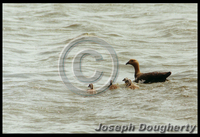 : Chloephaga picta; Upland Goose