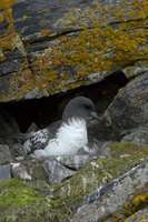 : Daption capense; Cape Petrels