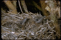 : Geococcyx californianus; Greater Roadrunner