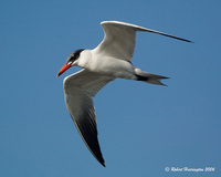 : Hydroprogne caspia; Caspian Tern