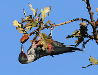 : Melanerpes lewis; Lewis's Woodpecker