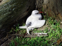 : Phaethon rubricauda rothschildi; Red Tailed Tropicbird Adult