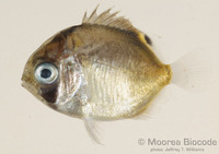: Chaetodon sp.