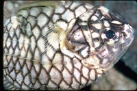 : Monocentris japonica; Pinecone Fish