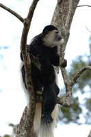 : Colobus sp.; Colobus Monkey