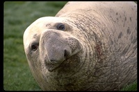 : Mirounga leonina; Southern Elephant Seal