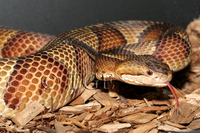 ...iscivorus conanti (hybrid); Southern Copperhead X Florida Cottonmouth (hybrid)