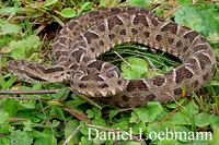 : Bothrops pubescens