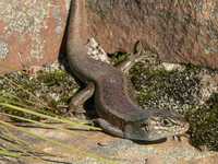 : Egernia whitii; White's Skink