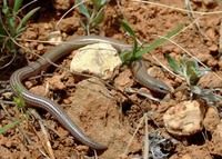 : Ophiomorus persicus; Persian Snake Skink