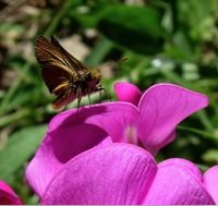 : Ochlodes agricola