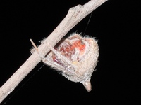 : Mastophora sp.; Spider