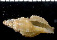 : Tritonoturris cumingii