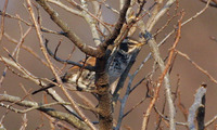 Dusky Thrush Turdus naumanni eunomus