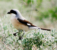 Lesser Grey Shrike
