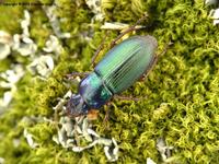 Harpalus affinis