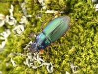 Harpalus affinis