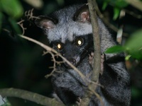 ...palm civet photographed in December of 2004 using a Canon 10D camera and Canon 100-400mm image s