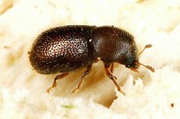 Rhopalodontus perforatus