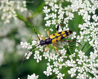 Leptura maculata var. subspinosa