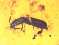 Corticeus tertiarius