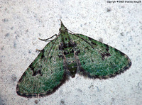 Chloroclystis v-ata - The V-Pug