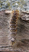 Acronicta megacephala - Poplar Grey