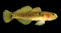 Gobiusculus flavescens, Two-spotted goby: